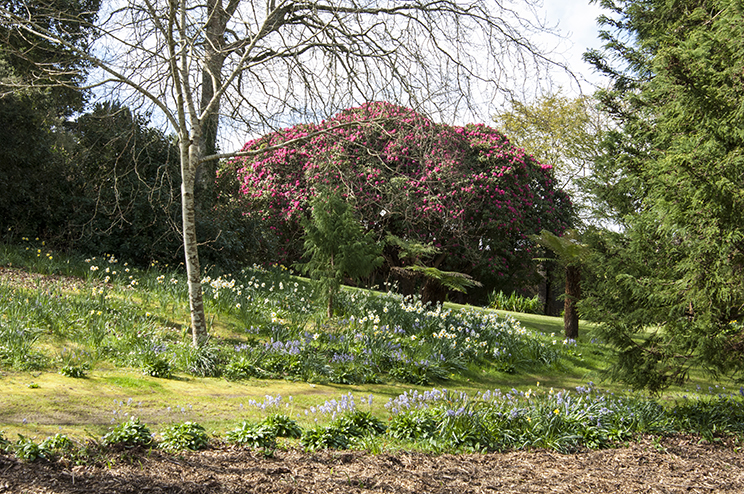 Trelissick Garden